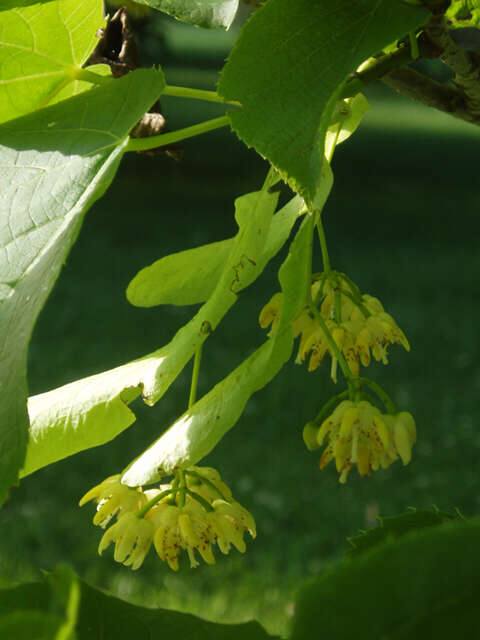 Image of American Basswood