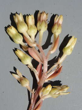 Image of Sedum paradisum subsp. paradisum