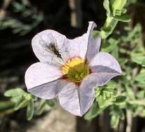 Image of Calibrachoa humilis (R. E. Fr.) J. R. Stehmann & J. Semir