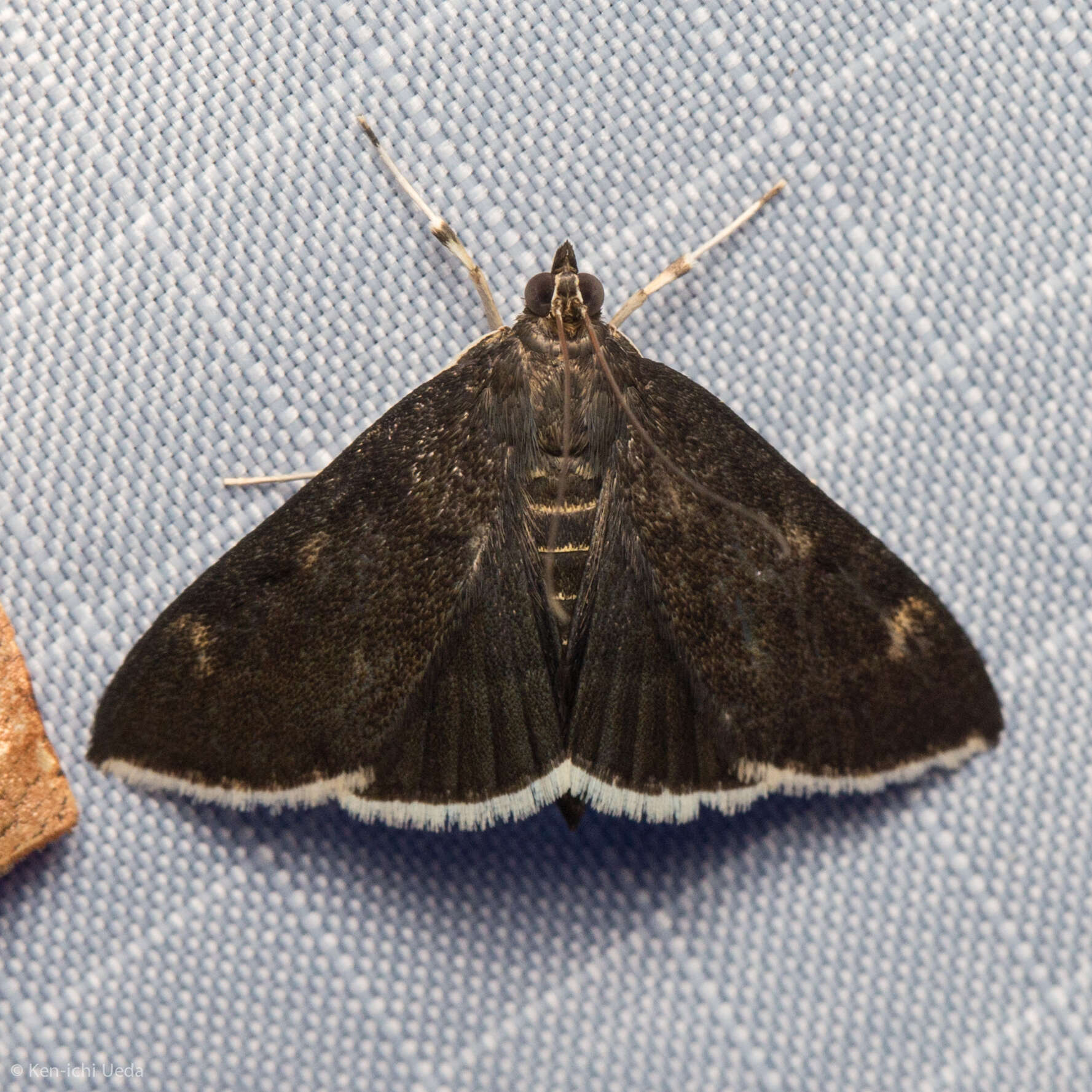 Image of White-fringed Pyrausta Moth