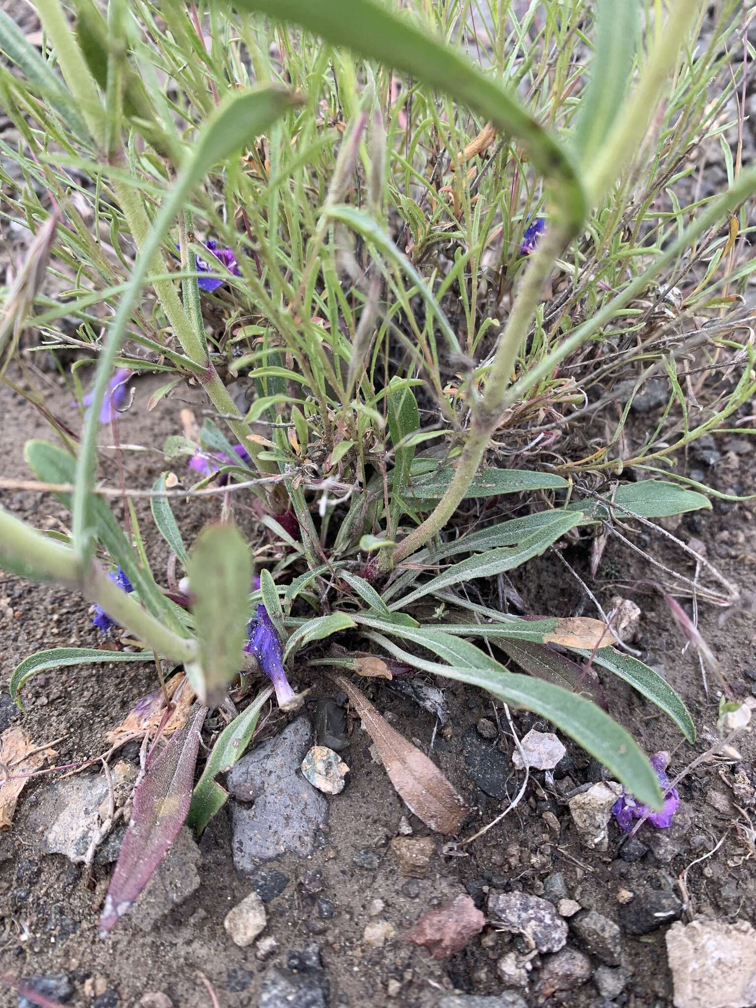 Image of fuzzytongue penstemon