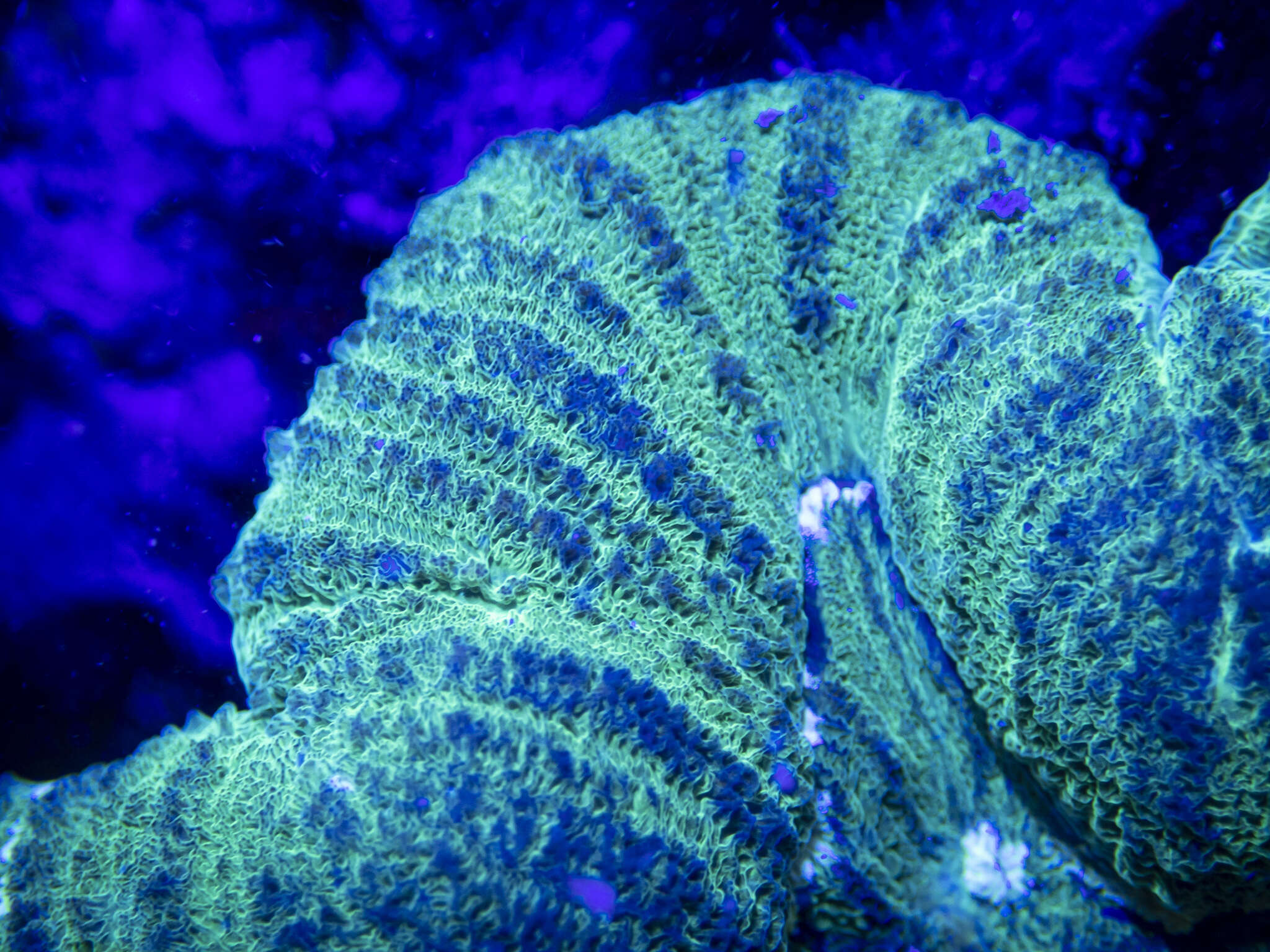 Image of Large single polyp coral