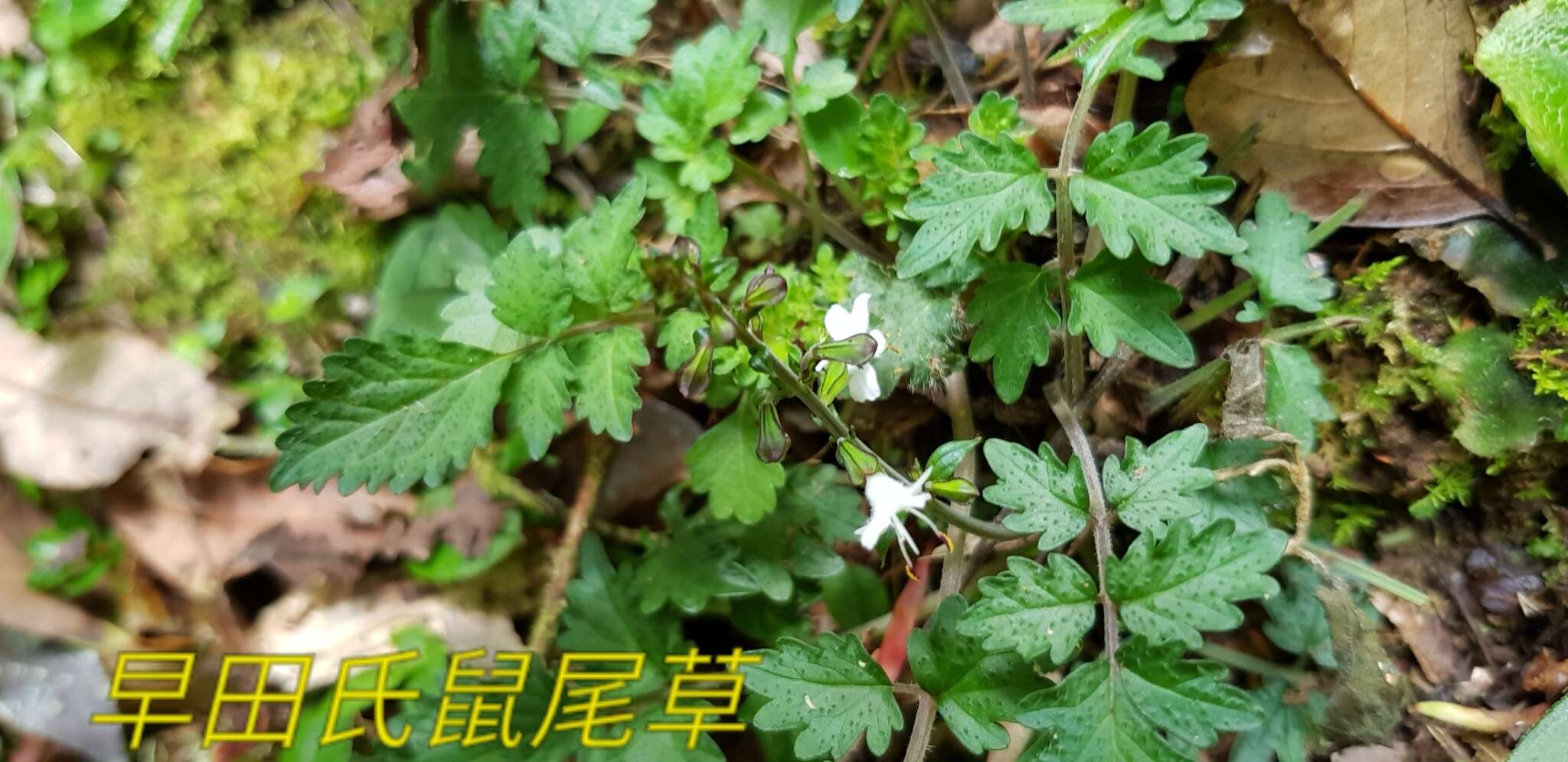 Image of Salvia hayatae Makino ex Hayata