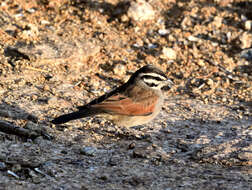 Image of Emberiza capensis bradfieldi (Roberts 1928)