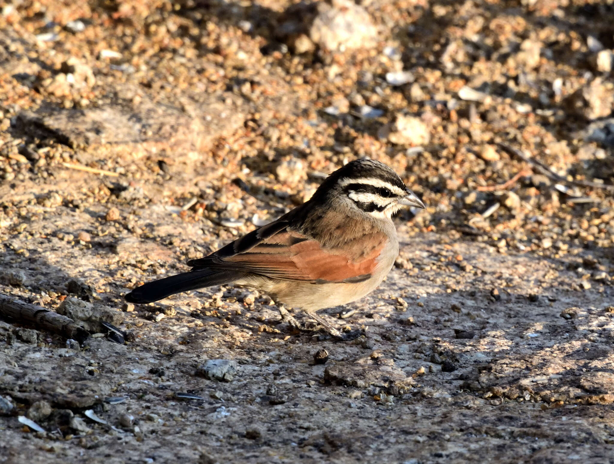 Image of Emberiza capensis bradfieldi (Roberts 1928)