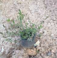 Image of Horsetail Knotweed