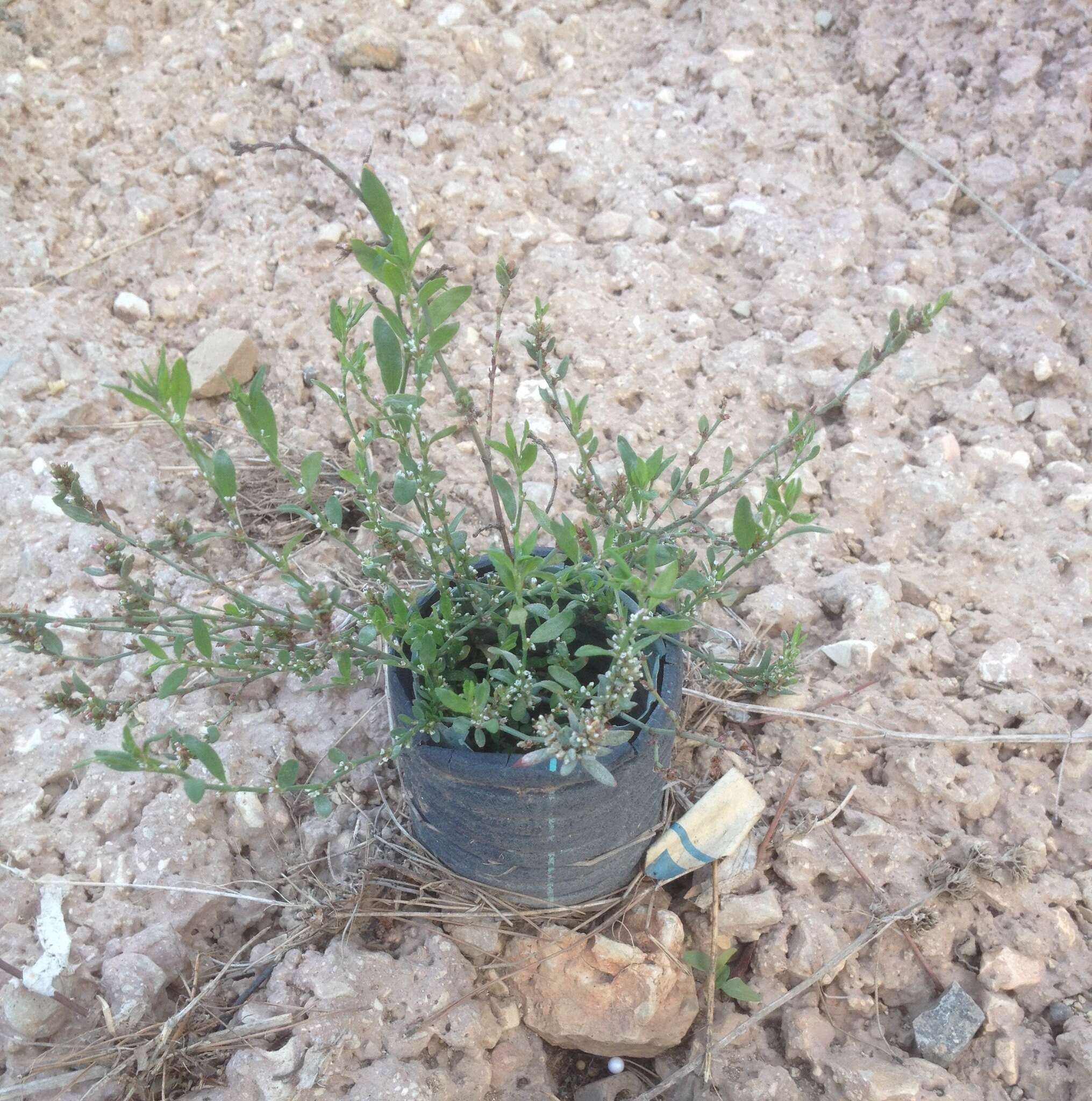 Image de Polygonum equisetiforme Sm.