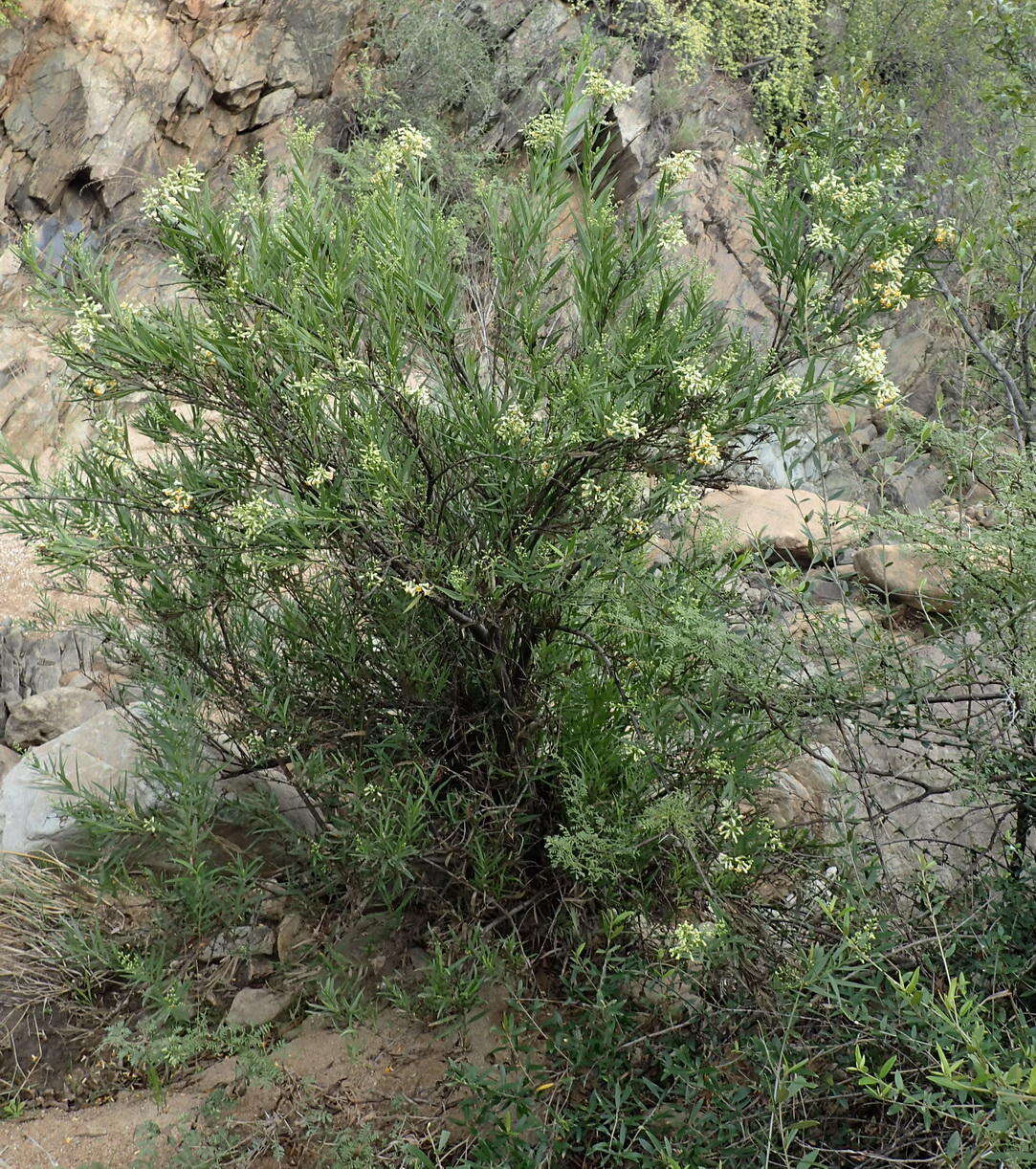 Imagem de Freylinia lanceolata (L. fil.) G. Don