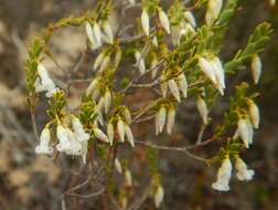 Image of Leucopogon woodsii F. Muell.