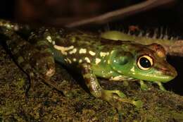 Image de Mantidactylus argenteus Methuen 1920