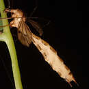 Image of Entomophaga tipulae (Fresen.) Humber 1989