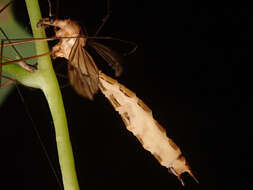 Image of Entomophaga tipulae (Fresen.) Humber 1989
