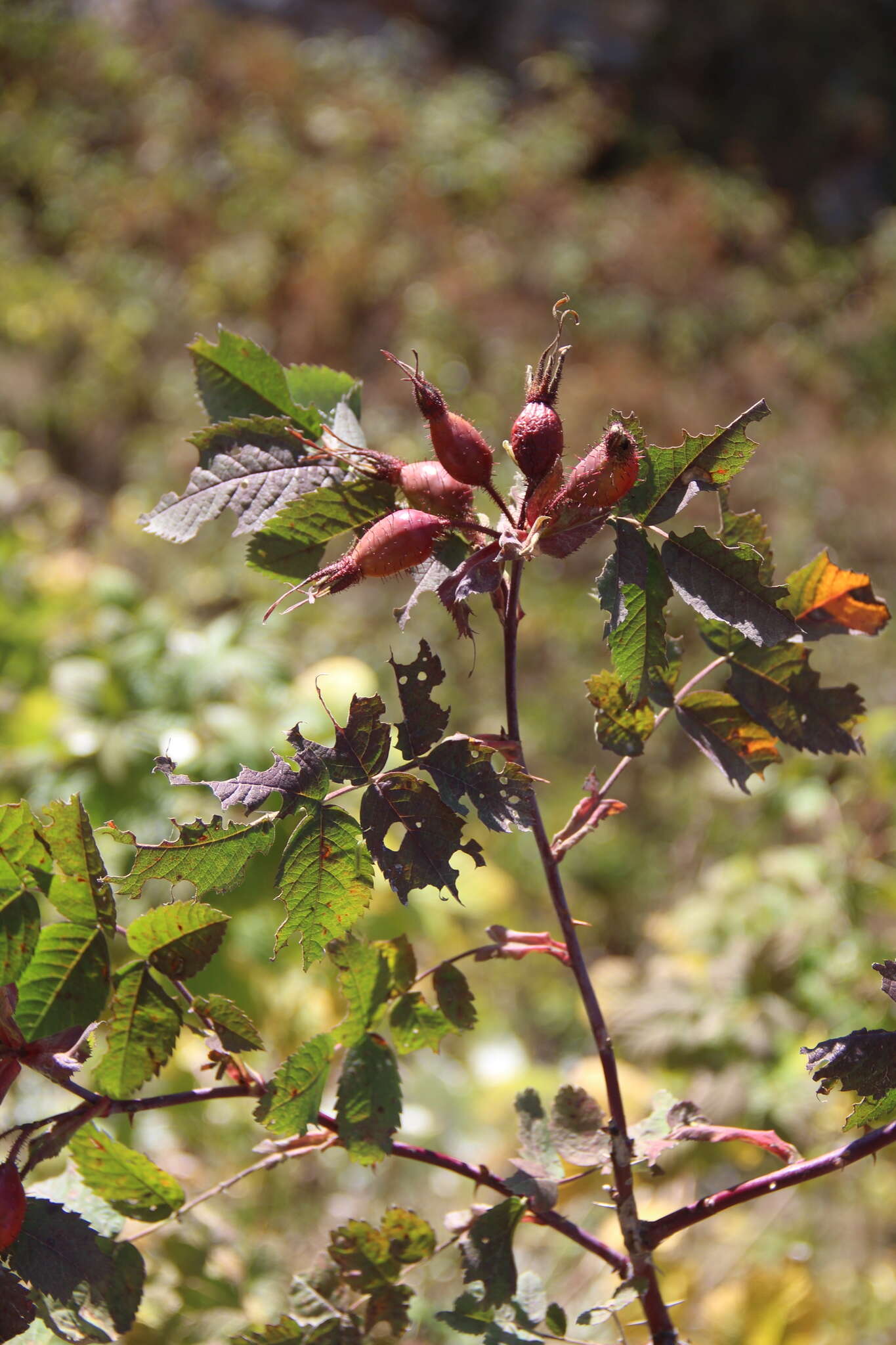 Rosa oxyodon Boiss. resmi