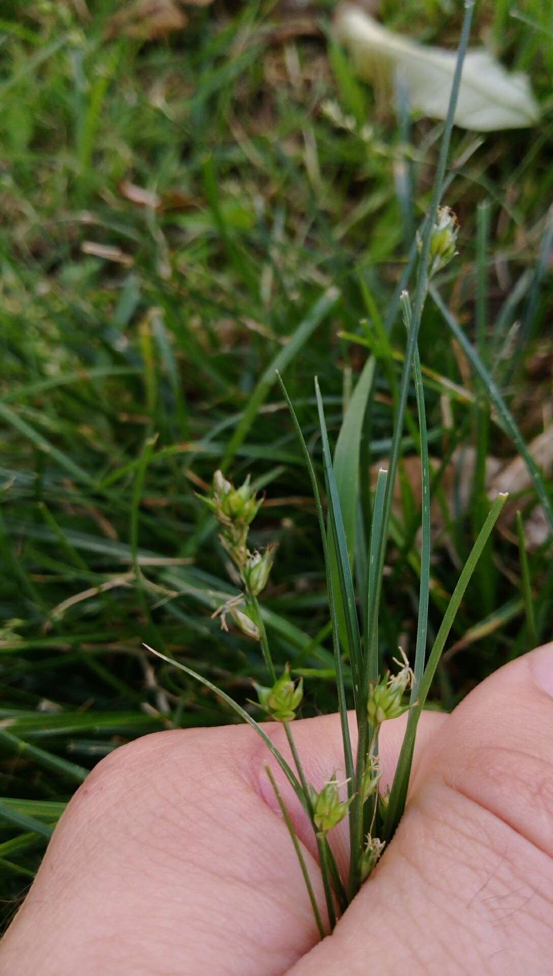 Image of grassland sedge