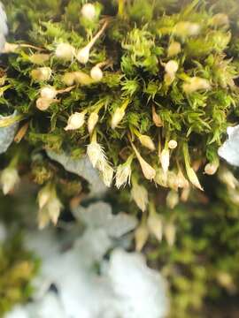 Image of ulota moss