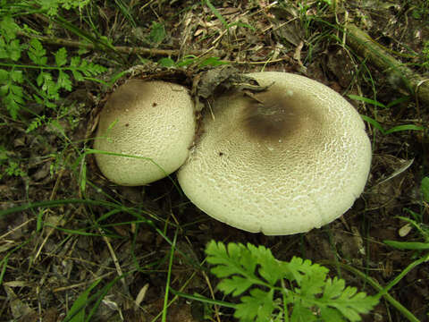 Image of Dark scaled mushroom