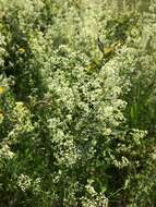 Image of White bedstraw