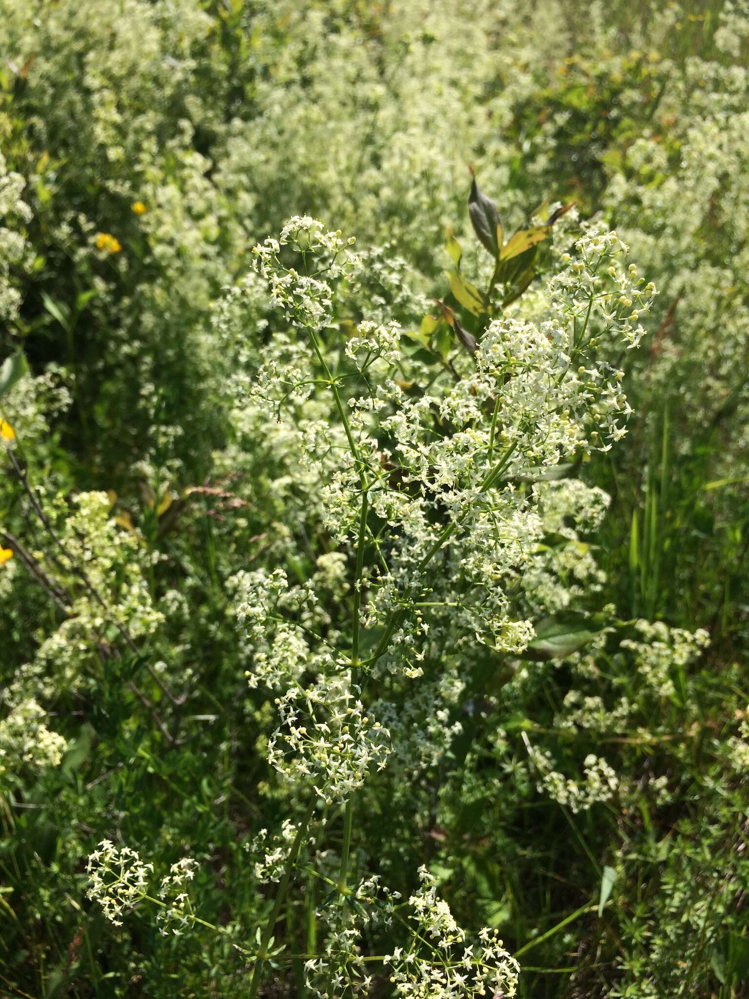 Image of White bedstraw