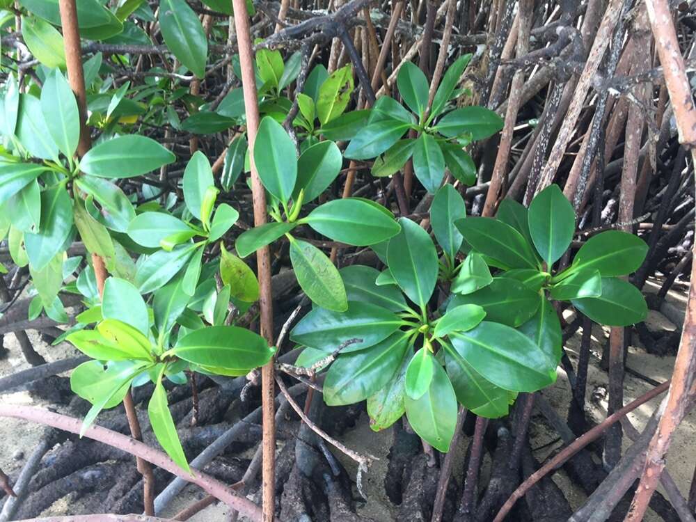 Image of Rhizophora samoensis (Hochr.) Salvosa