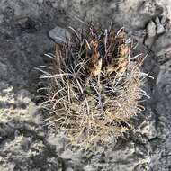 Plancia ëd Sclerocactus cloverae subsp. brackii K. D. Heil & J. M. Porter