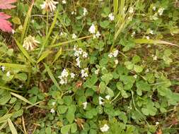 Image of Euphrasia hyperborea Joerg.