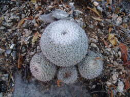 Image of Mammillaria albilanata subsp. oaxacana D. R. Hunt