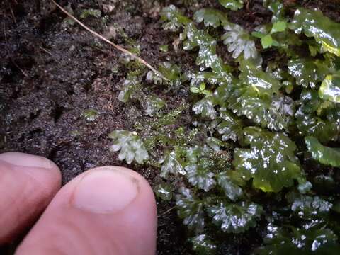 صورة Hymenophyton leptopodum (Hook. fil. & Taylor) A. Evans