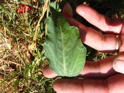 Image of Adenia repanda (Burch.) Engl.