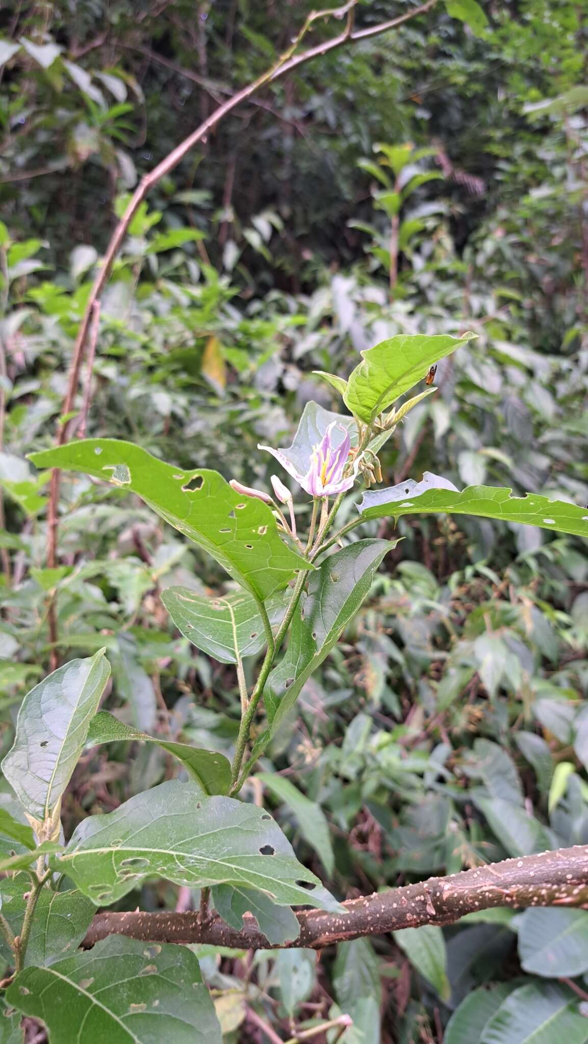 Image of Solanum subinerme Jacq.