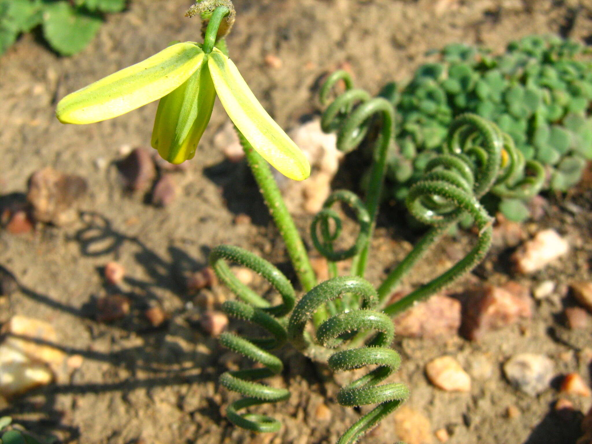 Imagem de Albuca viscosa L. fil.