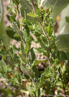 Image of Whitney's bristleweed