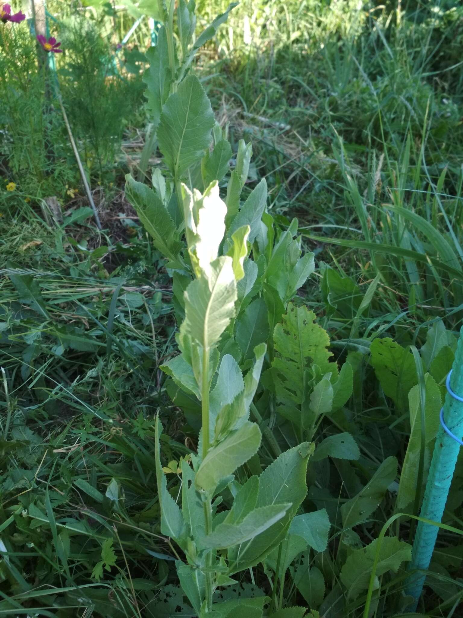 Image of Alecost or Balsam Herb