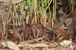 Image of Machaerina juncea (R. Br.) T. Koyama