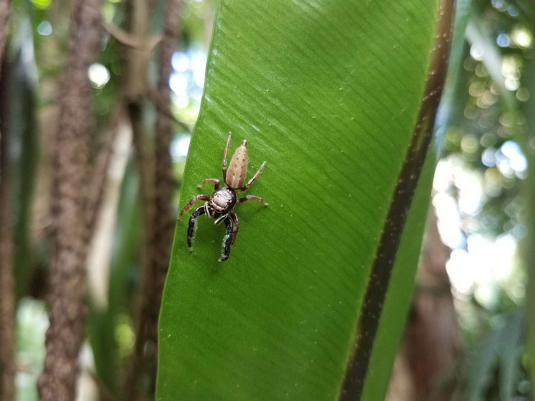 Image of Jumping spider