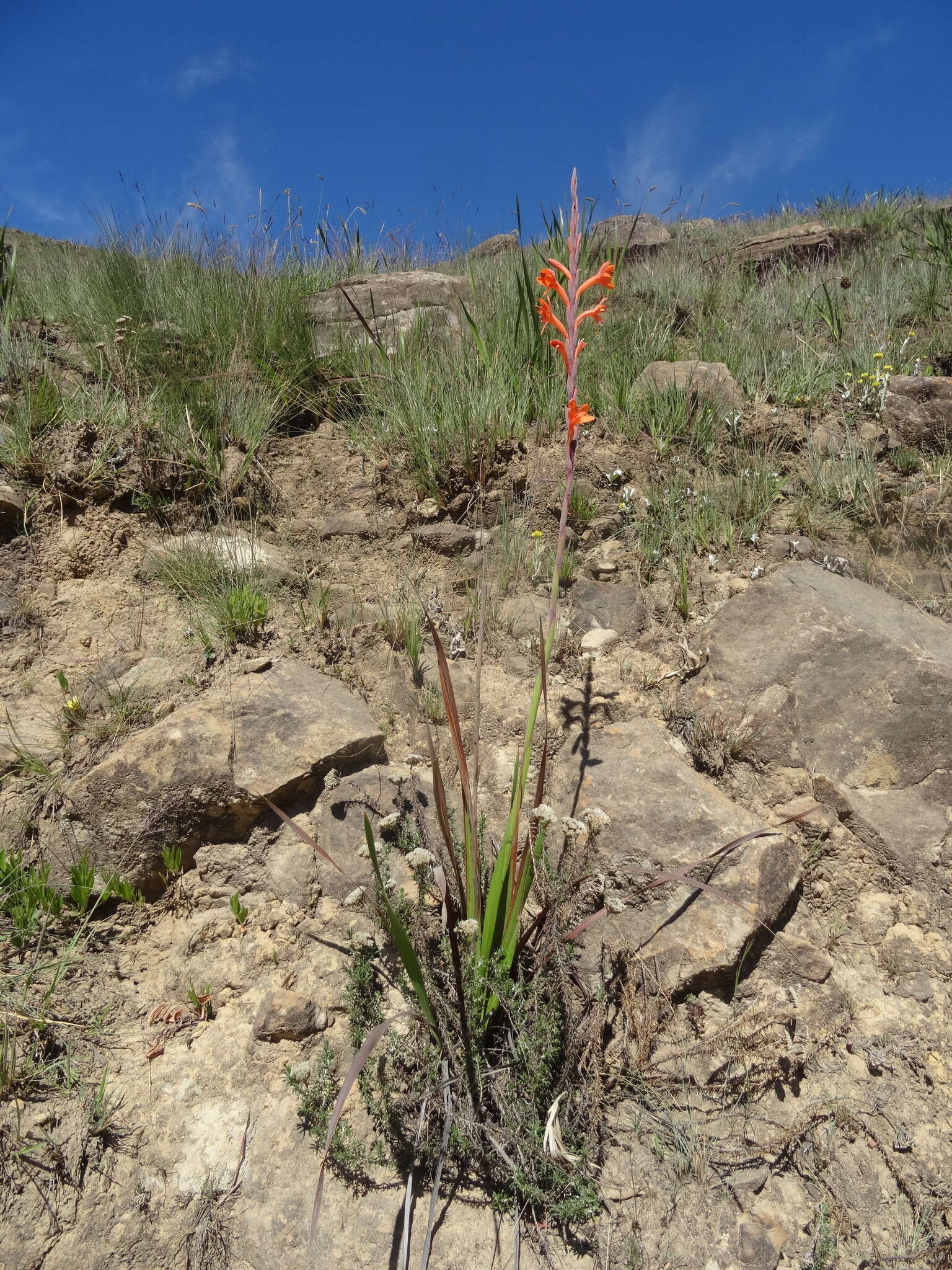 Image of Watsonia pillansii L. Bolus