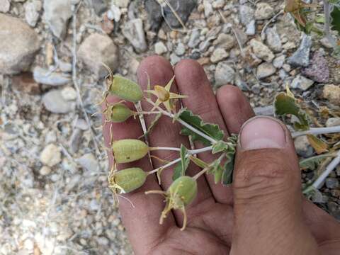 Imagem de Mentzelia pterosperma Eastw.