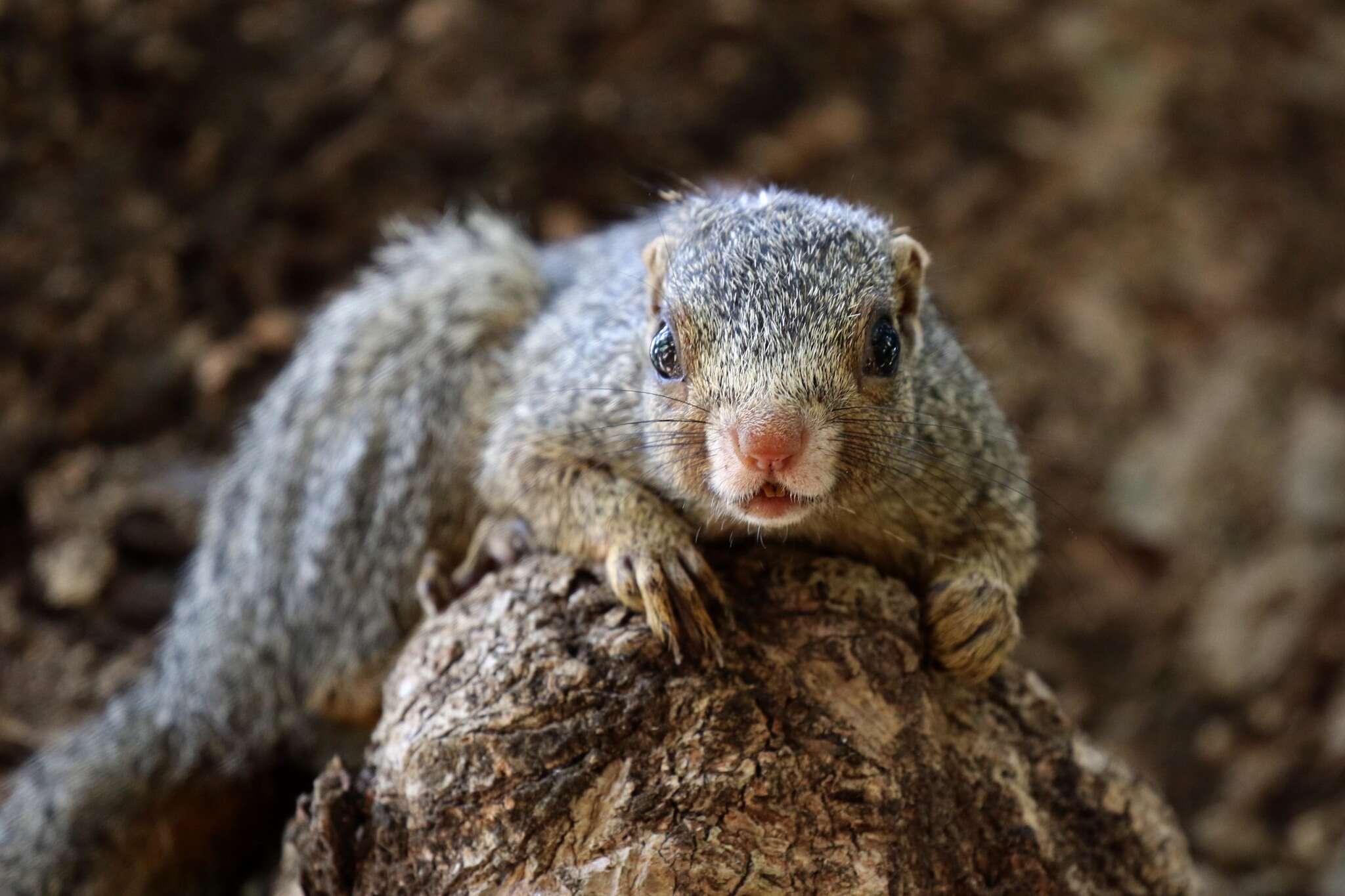 Image of Zanj Sun Squirrel