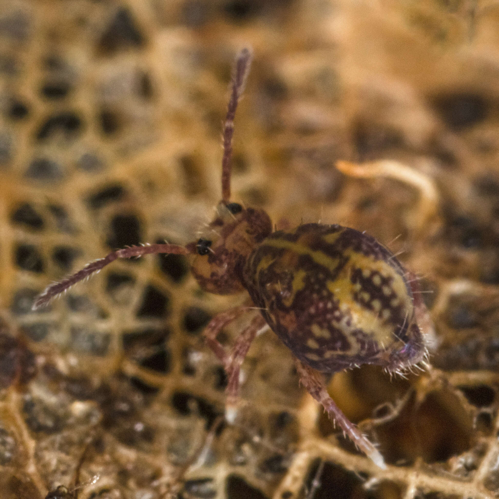 Image of Dicyrtomina ornata (Nicolet & H 1842)