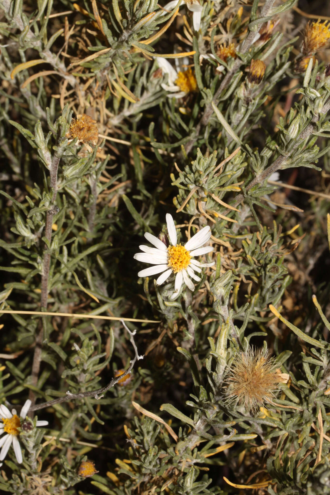 Image of Diplostephium meyenii (Sch. Bip.) Wedd.