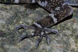 Image of Banded Forest Gecko