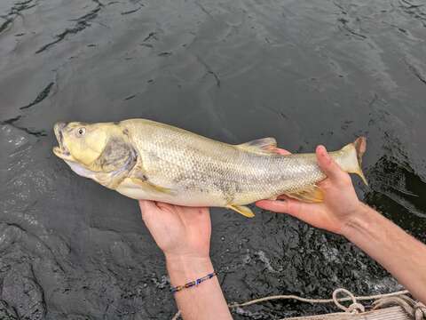 Image of Northern Pikeminnow