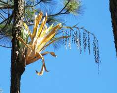 Image of Catopsis paniculata É. Morren