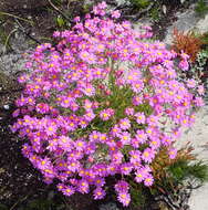 Image of Senecio arenarius Thunb.