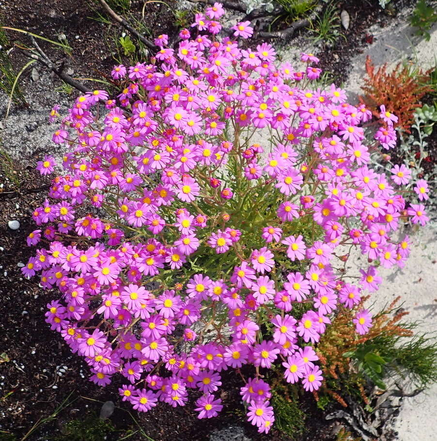 Plancia ëd Senecio arenarius Thunb.