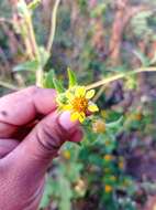 Image of Simsia foetida (Cav.) Blake