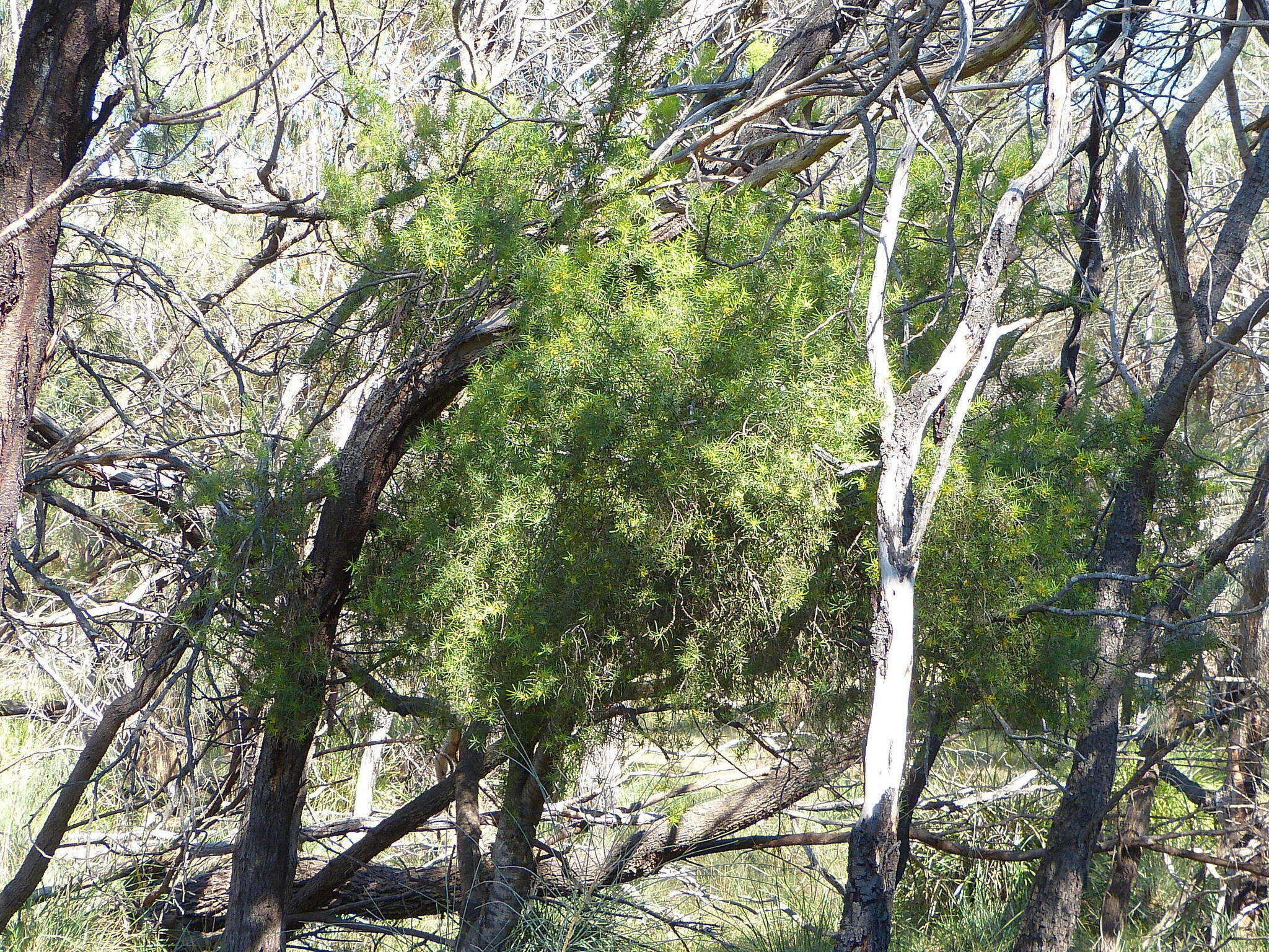 Imagem de Persoonia juniperina Labill.