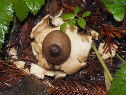 Image of Sessile Earthstar