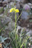 Image of Erysimum substrigosum (Rupr.) N. Busch