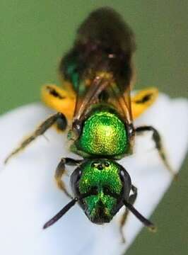 Image of Augochlorella aurata (Smith 1853)