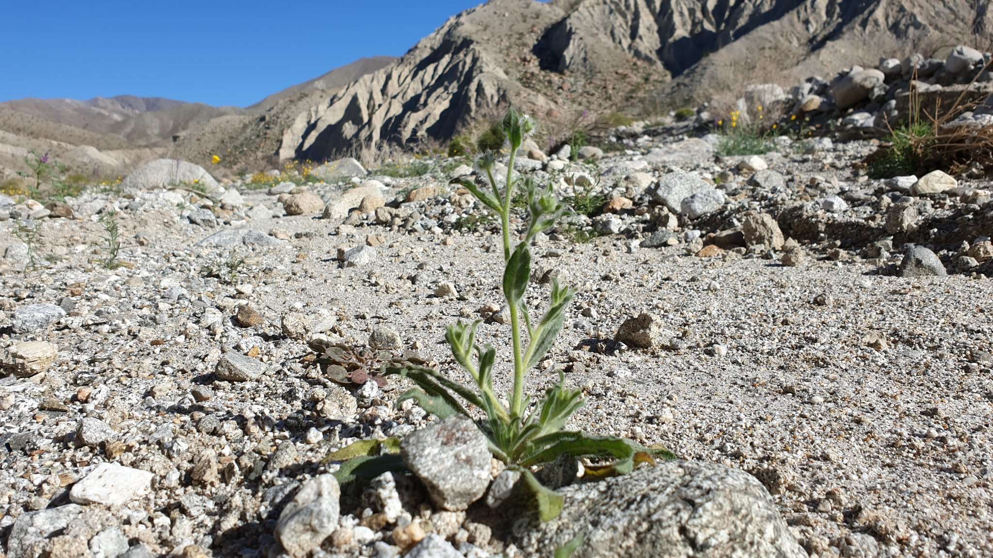 Image of Simpsonanthus jonesii (A. Gray) Guilliams, Hasenstab & B. G. Baldwin